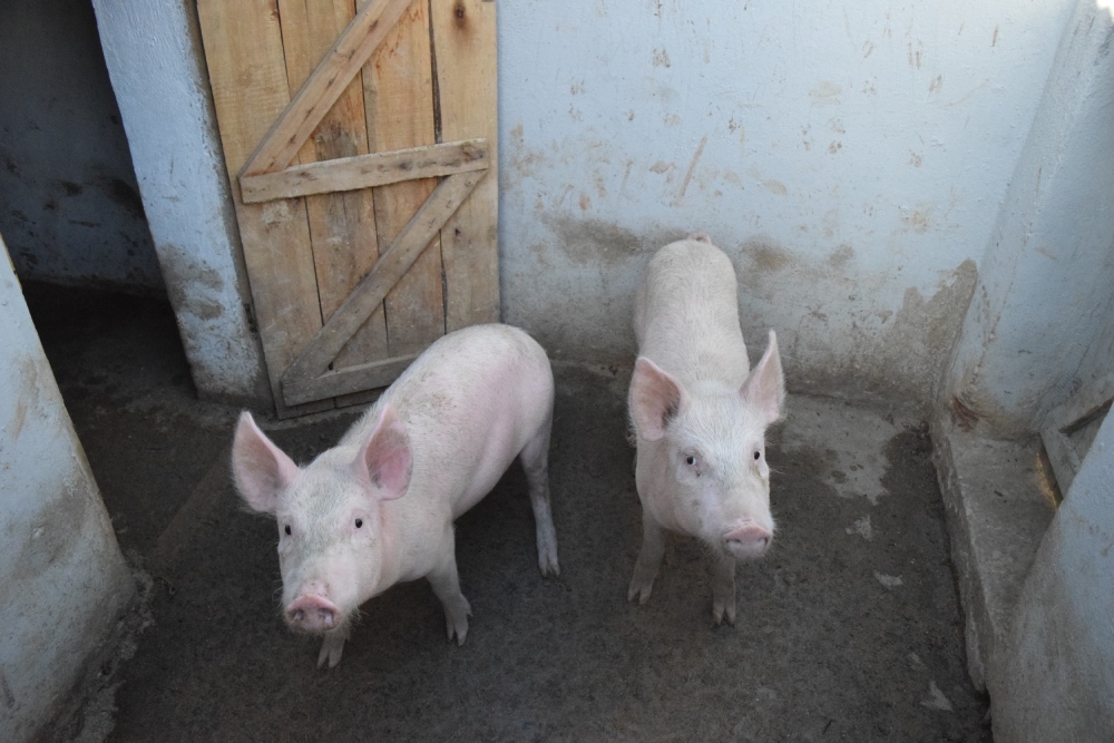 The image shows two juvinile pigs in one of SEMAFI's new pig stalls. The door to the interior section of the pig stall is open.